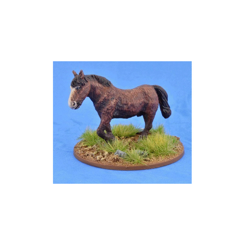 Shaggy Pony (Bareback)