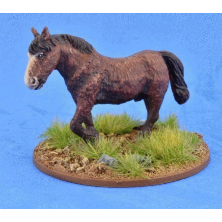 Shaggy Pony (Bareback)