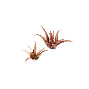 Red Aloe